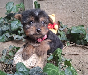 yorkshire terrier lányok - kép 7