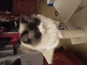 Eladó ragdoll cica