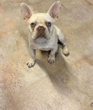 Francia Bulldog - kép 3