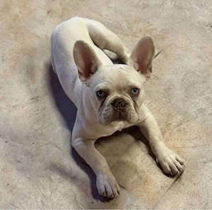 Francia Bulldog - kép 2