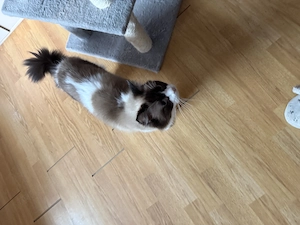Eladó ragdoll cica - kép 3