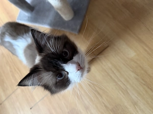 Eladó ragdoll cica - kép 2