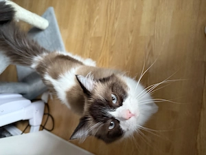 Eladó ragdoll cica - kép 4