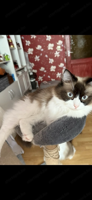 Eladó ragdoll cica - kép 5