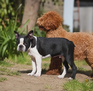 Eladó boston terrier kan