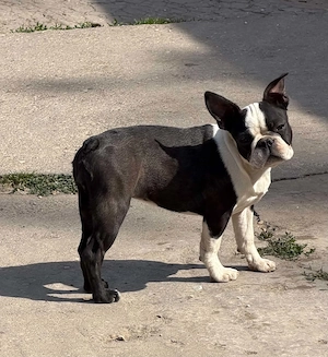 Eladó boston terrier kislány!