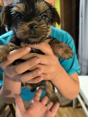 Yorki babák
