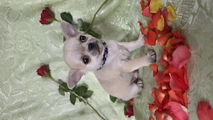 Törzskönyves rövid szörű csivava chihuahua kisfiú - kép 3