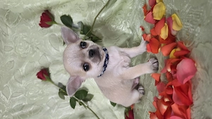 Törzskönyves rövid szörű csivava chihuahua kisfiú - kép 2