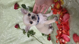 Törzskönyves rövid szörű csivava chihuahua kisfiú - kép 5