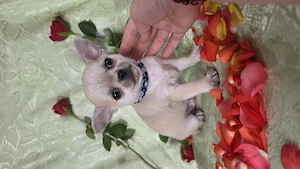 Törzskönyves rövid szörű csivava chihuahua kisfiú - kép 4