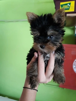 Yorkshire terrier