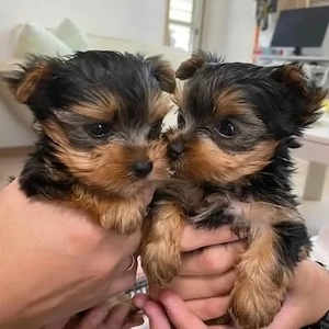 Yorkshire terrier - kép 3