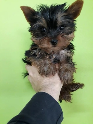 Yorkshire terrier - kép 2