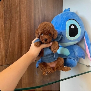 toy uszkár kiskutyák