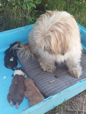 Bichon havanese kutyusok - kép 2