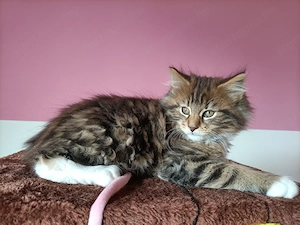 Törzskönyvezett szülőktől Maine coon  - kép 2