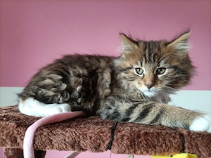 Törzskönyvezett szülőktől Maine coon  - kép 4