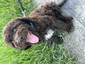 Lagotto Romagnolo kislány