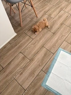 maltipoo kisfiú - kép 2