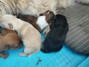 Bichon havanese kiskuty k - kép 5