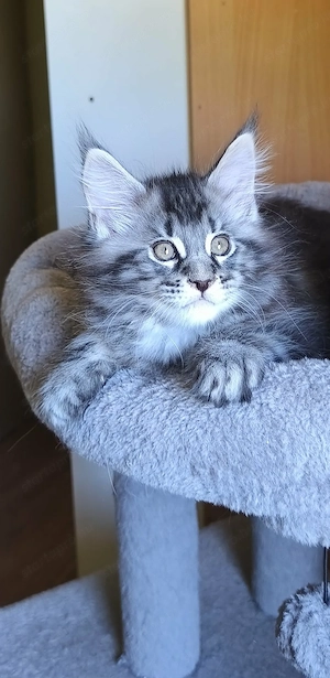 Maine Coon fajtajellegű kiscicák - kép 6