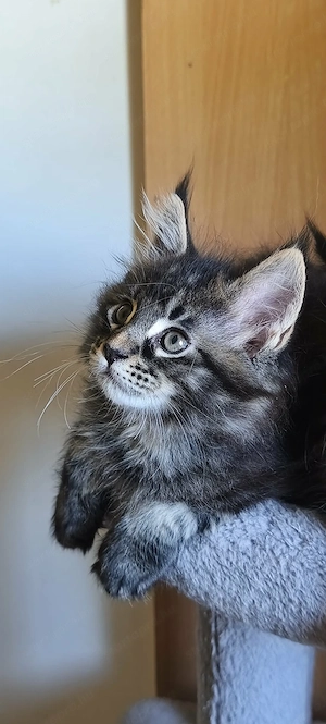 Maine Coon fajtajellegű kiscicák - kép 7