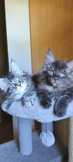 Maine Coon fajtajellegű kiscicák - kép 3