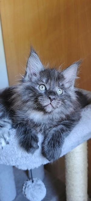 Maine Coon fajtajellegű kiscicák - kép 5