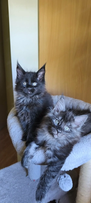 Maine Coon fajtajellegű kiscicák - kép 9