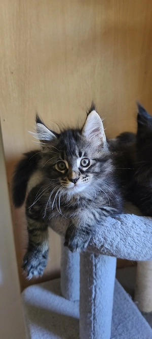 Maine Coon fajtajellegű kiscicák - kép 8