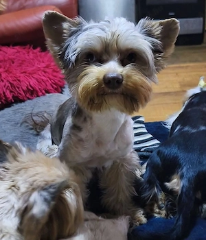 Biewer yorki kisfiú gazdikereső  - kép 5