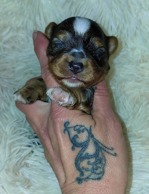 Bluemerle yorkie fiúcska - kép 2