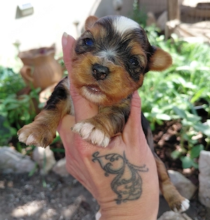 Bluemerle yorkie fiúcska - kép 3