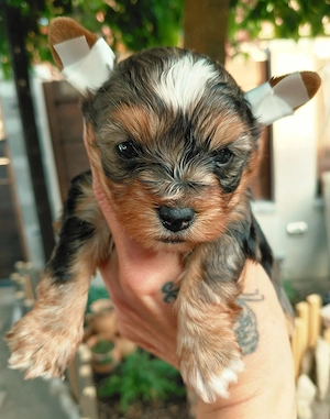 Bluemerle yorkie fiúcska - kép 5