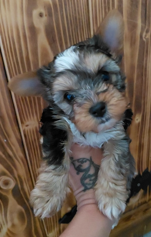 Bluemerle yorkie fiúcska - kép 6