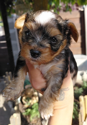Bluemerle yorkie fiúcska - kép 4