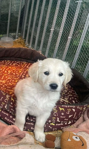 Golden Retriever kiskutyák Golden Retriver kiskutyák - kép 3