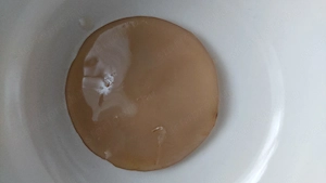 Kombucha gomba,  kezdőlével együtt 
