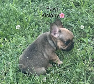 Francia bulldog kölykök - kép 2
