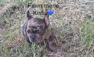Francia bulldog kölykök