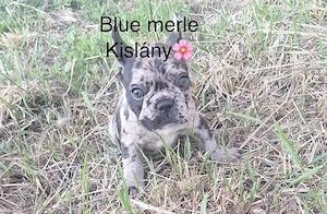 Francia bulldog kölykök - kép 4