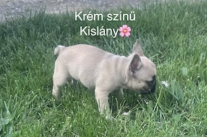 Francia bulldog kölykök - kép 3