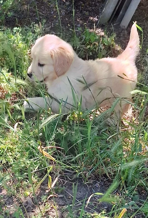 eladó golden retriever gyönyörű kölykök - kép 7
