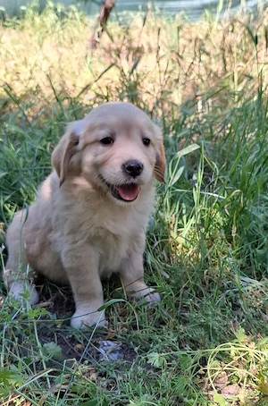 eladó golden retriever gyönyörű kölykök - kép 5