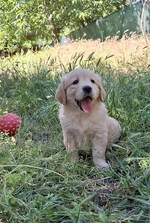 eladó golden retriever gyönyörű kölykök - kép 4