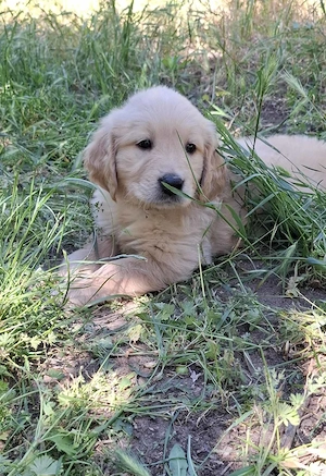 eladó golden retriever gyönyörű kölykök - kép 2