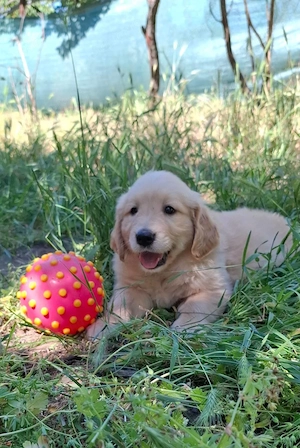 eladó golden retriever gyönyörű kölykök - kép 6