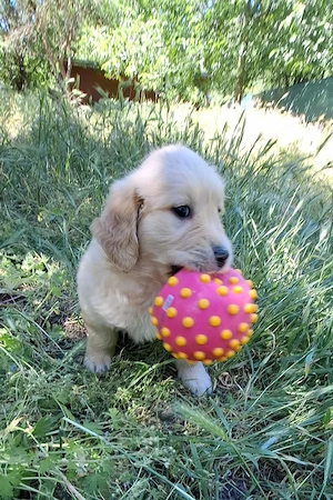 eladó golden retriever gyönyörű kölykök - kép 8