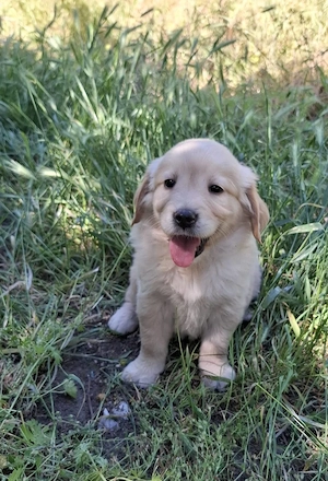 eladó golden retriever gyönyörű kölykök - kép 3